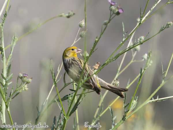 Serin des Canaries